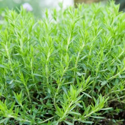 Serres Desrumaux Plants De Légumes Et Aromatiques | - Plant estragon qualité pépinière pot1,5l