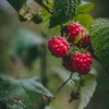 Serres Desrumaux Petits Fruits | - Plant framboisier zeva pot de 2l