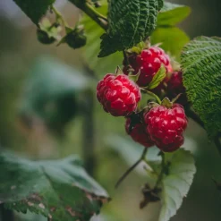 Serres Desrumaux Petits Fruits | - Plant framboisier zeva pot de 2l