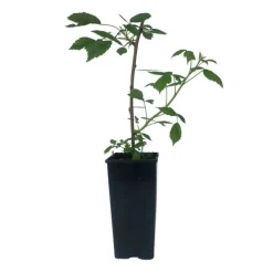 Serres Desrumaux Petits Fruits | - Plant framboisier zeva pot de 2l