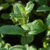 Serres Desrumaux Plants De Légumes Et Aromatiques | - Plant menthe marocaine pot de 1,5l
