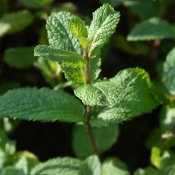 Serres Desrumaux Plants De Légumes Et Aromatiques | - Plant menthe marocaine pot de 1,5l