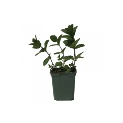 Serres Desrumaux Plants De Légumes Et Aromatiques | - Plant menthe marocaine pot de 1,5l