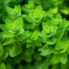 Serres Desrumaux Plants De Légumes Et Aromatiques | - Plant origan pot 1l