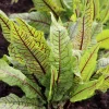 Serres Desrumaux - Plant oseille sanguine pot 1l New