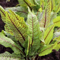 Serres Desrumaux - Plant oseille sanguine pot 1l New
