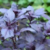 Serres Desrumaux Plants De Légumes Et Aromatiques | - Plant patate douce beauregard pot 1l