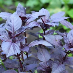 Serres Desrumaux Plants De Légumes Et Aromatiques | - Plant patate douce beauregard pot 1l