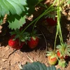 Serres Desrumaux Petits Fruits | - 3 plants fraisier mara des bois motte 7 cm