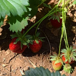 Serres Desrumaux Petits Fruits | - 3 plants fraisier mara des bois motte 7 cm
