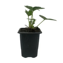 Serres Desrumaux Petits Fruits | - 3 plants fraisier mara des bois motte 7 cm