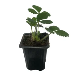 Serres Desrumaux Petits Fruits | - 3 plants fraisier mara des bois motte 7 cm