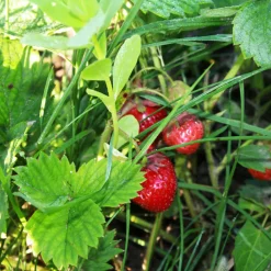 Serres Desrumaux Petits Fruits | - 3 plants fraisiers charlotte motte 7 cm