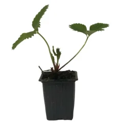 Serres Desrumaux Petits Fruits | - 3 plants fraisiers charlotte motte 7 cm
