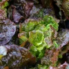 Serres Desrumaux - 6 plants laitues merveille 4 saisons Hot