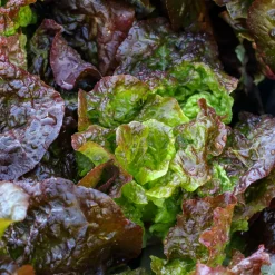 Serres Desrumaux - 6 plants laitues merveille 4 saisons Hot
