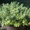 Serres Desrumaux - Plant thym citron pot 1l Best