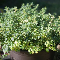 Serres Desrumaux - Plant thym citron pot 1l Best