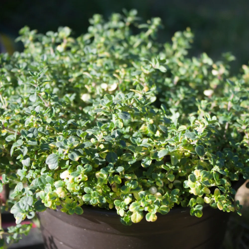 Serres Desrumaux - Plant thym citron pot 1l Best