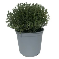 Serres Desrumaux Plants De Légumes Et Aromatiques | - Plant thym commun pépinière pot 1,5l
