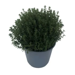 Serres Desrumaux Plants De Légumes Et Aromatiques | - Plant thym commun pépinière pot 1,5l