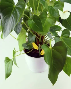 Solabiol - Sopiflor - mini-pièges jaunes moucherons discret pour plantes d'intérieur New