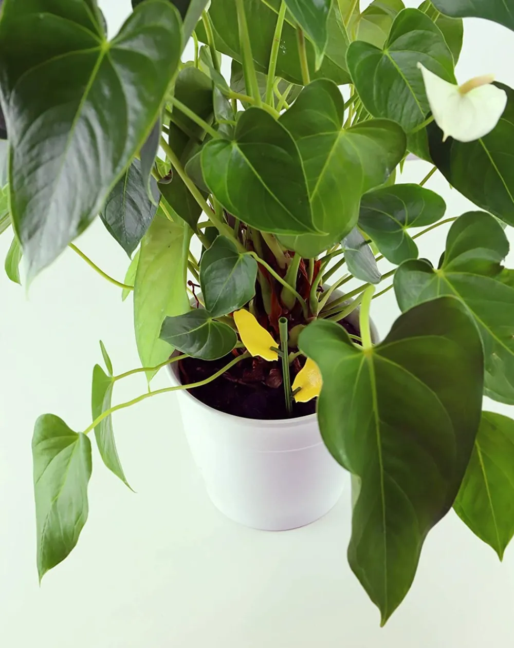 Solabiol - Sopiflor - mini-pièges jaunes moucherons discret pour plantes d'intérieur New