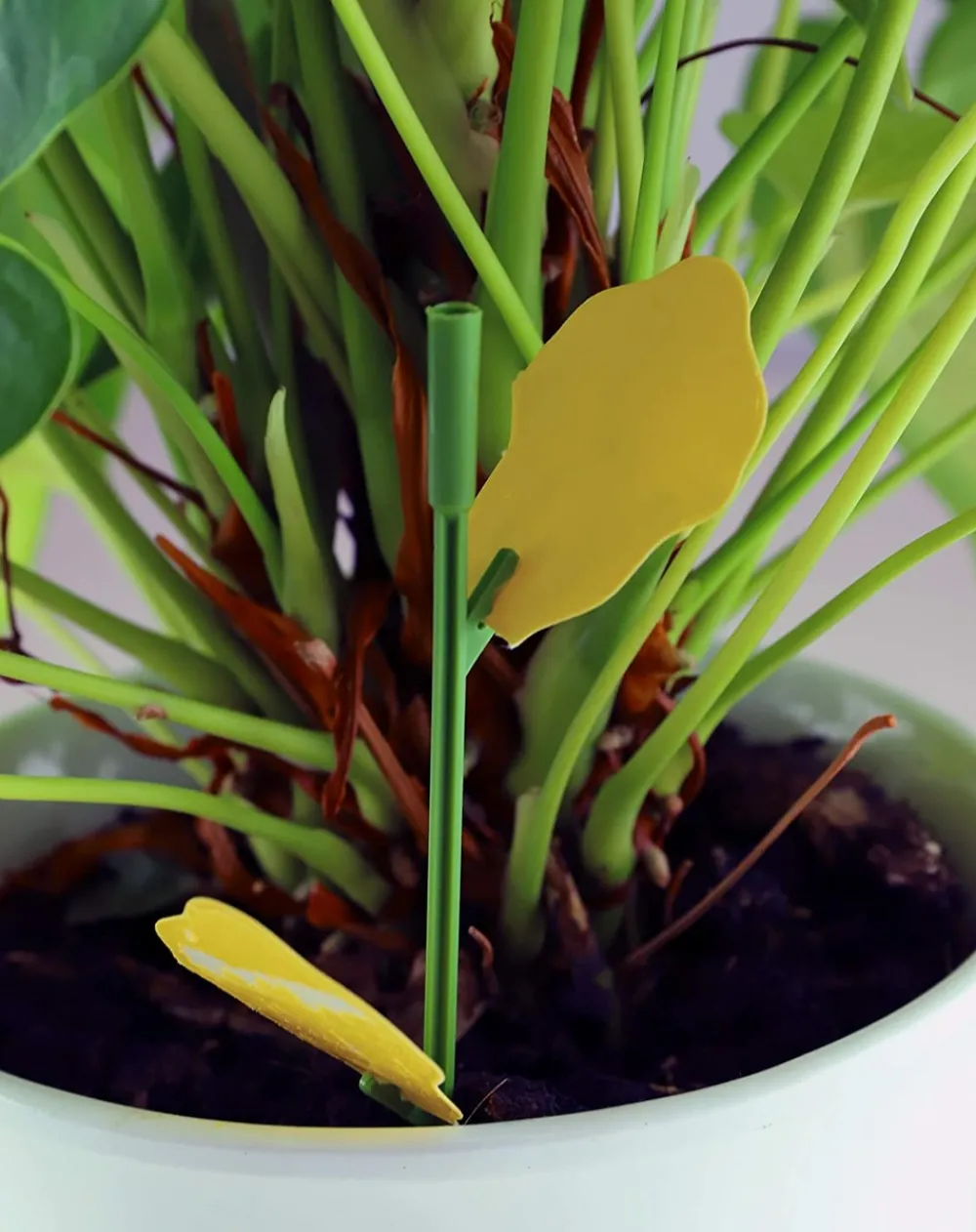Solabiol - Sopiflor - mini-pièges jaunes moucherons discret pour plantes d'intérieur New