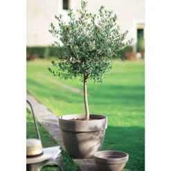 Spang - Coupe Levy en terre cuite, basalt Ø 30 cm Sale