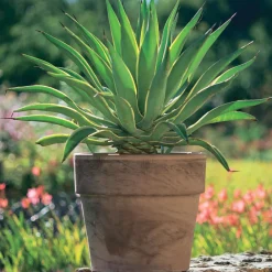 Spang Cache-Pots Et Bacs D'Intérieur|Pots Et Jardinières | - Pot Calima en terre cuite, basalt Ø 24 x H. 22 cm