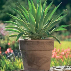 Spang - Pot Calima en terre cuite, basalt Ø 19 x H. 18 cm Sale