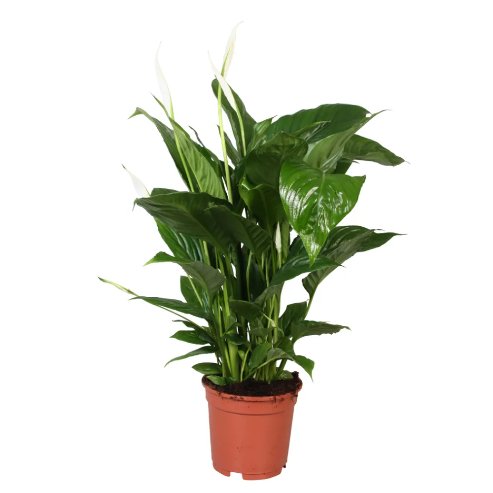 NA Plantes Fleuries | Spathiphyllum : Pot Ø 17cm