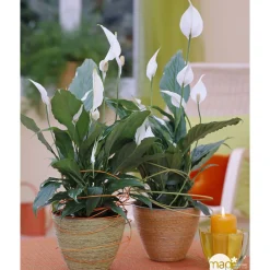 NA Plantes Fleuries | Spathiphyllum : Pot Ø 17cm