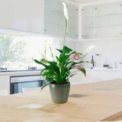 NA Plantes Fleuries | Spathiphyllum : Pot Ø 17cm