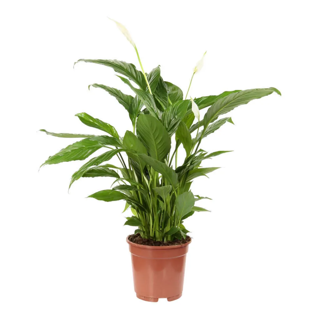 NA Plantes Fleuries | Spathiphyllum : Pot Ø 17cm