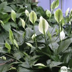 NA Plantes Fleuries | Spathiphyllum : Pot Ø 17cm