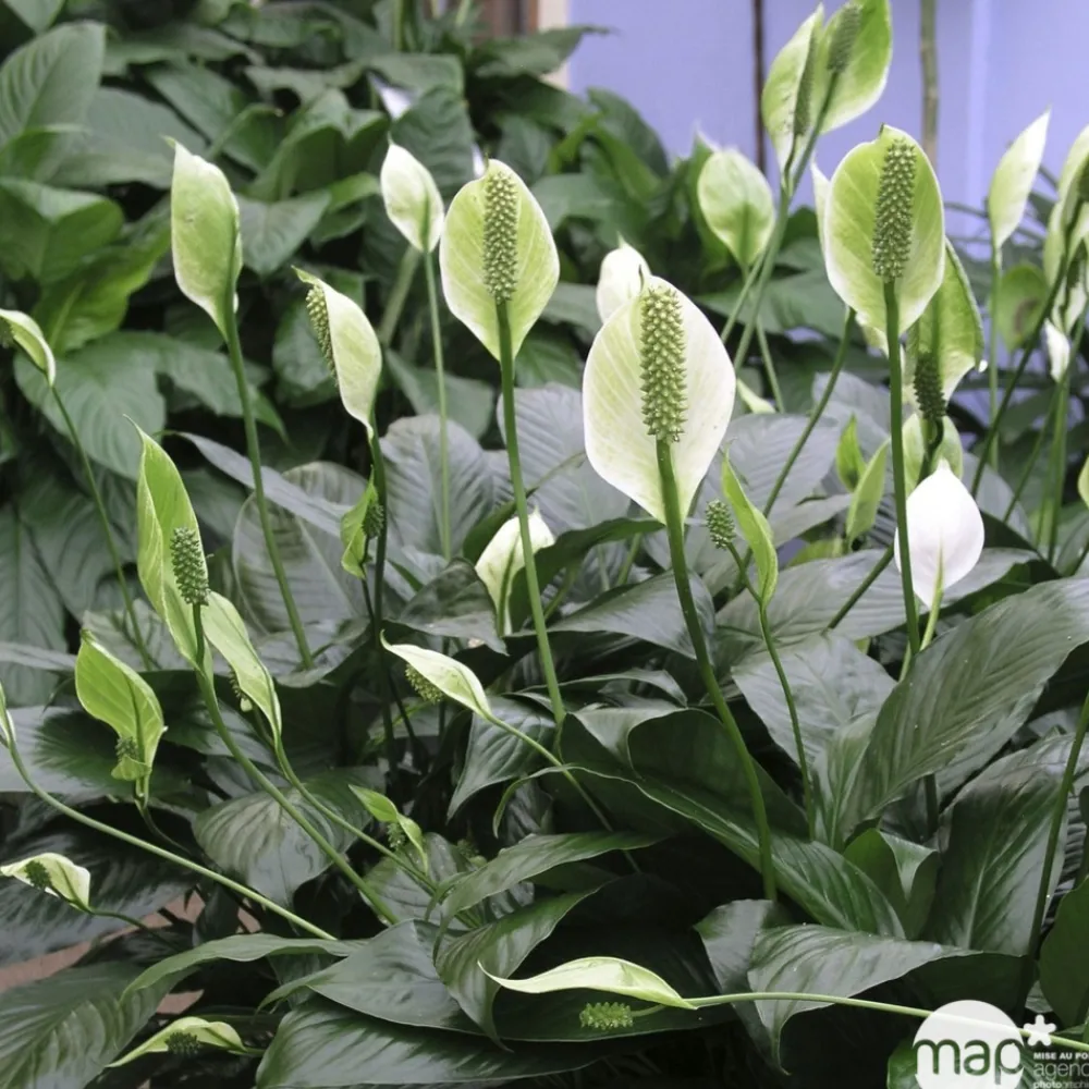 NA Plantes Fleuries | Spathiphyllum : Pot Ø 17cm