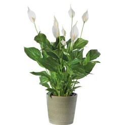 NA Plantes Fleuries | Spathiphyllum : Pot Ø 17cm