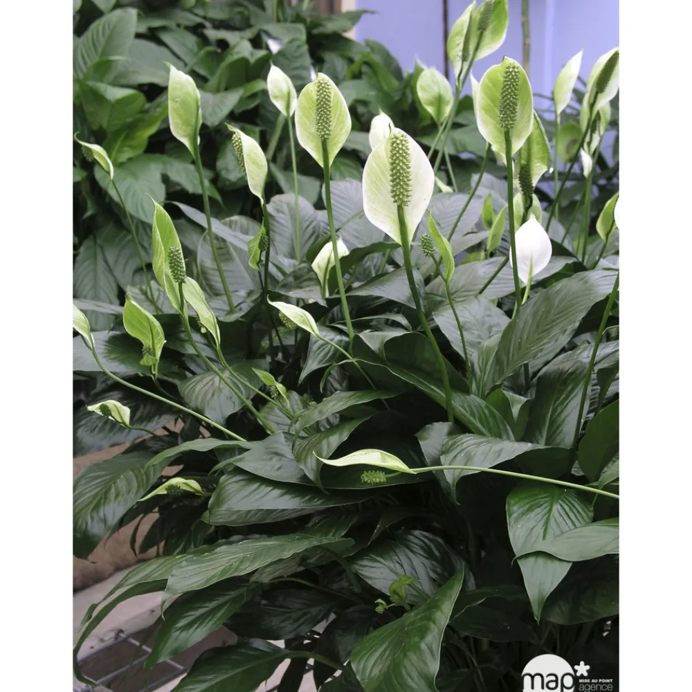 NA Plantes Fleuries | Spathiphyllum : Pot Ø 17cm
