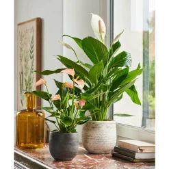 NA Plantes Fleuries | Spathiphyllum : Pot Ø 17cm