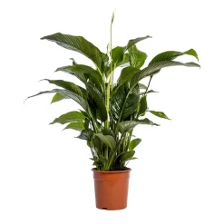 NA Plantes Fleuries | Spathiphyllum 'Sweet Lauretta', taille M : pot D.24cm