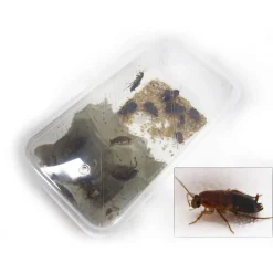 Stoffels - Blattes pour alimentation reptiles, taille L, 10 pièces Discount