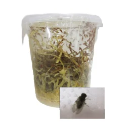 Stoffels - Drosophiles pour alimentation reptiles Outlet