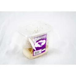 Stoffels - Drosophiles pour alimentation reptiles Outlet