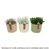 NA Cactus Et Plantes Grasses | Succulente : pot pastel D.13cm