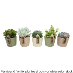 NA Cactus Et Plantes Grasses | Succulente : pot pastel D.10cm