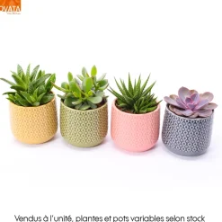 NA Succulentes mix- Céramique - D 10cm Clearance
