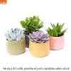 NA Succulentes mix - Céramique - D 15cm New