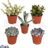 NA Cactus Et Plantes Grasses | Succulentes mélange de 5 pots h-7/14cm