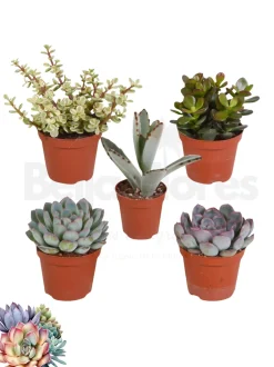 NA Cactus Et Plantes Grasses | Succulentes mélange de 5 pots h-7/14cm